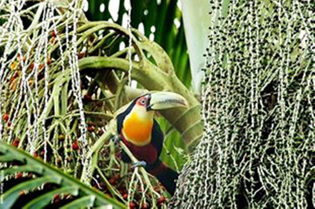 Pousada Montemar Ilhabela Bagian luar foto